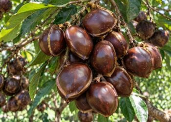 Sumbar Penghasil Jengkol Terbesar Kedua di Indonesia, Pasarnya Tembus Jepang