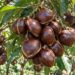 Sumbar Penghasil Jengkol Terbesar Kedua di Indonesia, Pasarnya Tembus Jepang