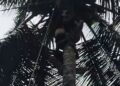 Panjat Pohon Kelapa, Warga di Lima Puluh Kota Terjatuh dan Tergantung di Ketinggian 13 Meter