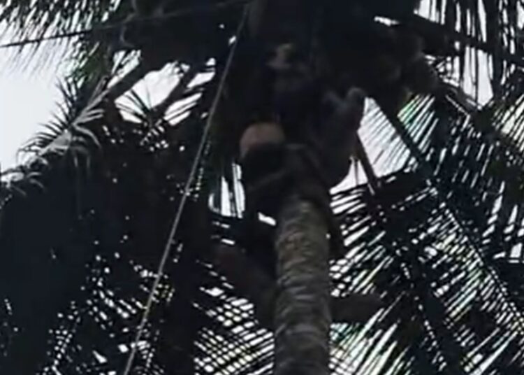 Zulfikar (50) terjatuh saat memanjat pohon kelapa dan tersangkut di ketinggian sekitar 13 meter di Jorong Dama Tinggi, Nagari Sungai Rimbang, Kecamatan Suliki, Kabupaten Lima Puluh Kota, Sumatera Barat, Kamis (29/10/2026).