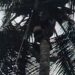 Panjat Pohon Kelapa, Warga di Lima Puluh Kota Terjatuh dan Tergantung di Ketinggian 13 Meter