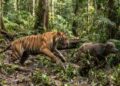 Harimau Terkam Kerbau di Agam, Warga Diimbau Waspada Beraktivitas di Kebun