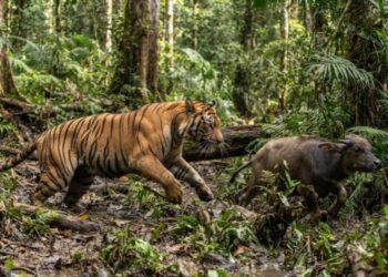 Harimau Terkam Kerbau di Agam, Warga Diimbau Waspada Beraktivitas di Kebun