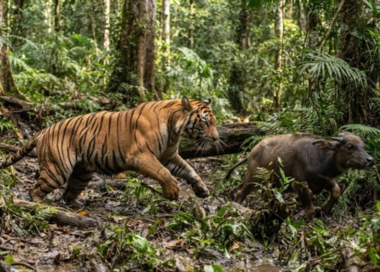Ilustrasi harimau memangsa kerbau. Foto: Ilustrasi AI