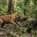 Harimau Terkam Kerbau di Agam, Warga Diimbau Waspada Beraktivitas di Kebun