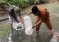 Pemkab Padang Pariaman Salurkan 50.000 Benih Ikan di Tujuh Nagari, Dorong Ekonomi Warga