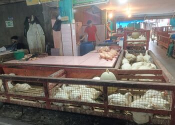 Dari Modal Rp5 Juta, Pedagang Ayam Potong di Padang Bangkit dari Pandemi dan Rawat Istri Sakit
